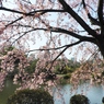 修善寺桜7