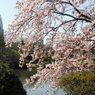 修善寺桜8