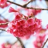 寒緋桜 （かんひざくら）1