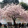 修善寺桜11
