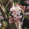 桜1