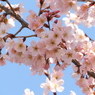 桜2