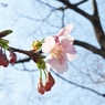 桜3
