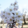 桜4
