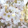 桜5