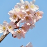 桜6
