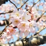 桜7