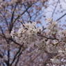 千波公園の桜