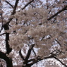 千波公園の桜２