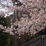 慈光寺の桜