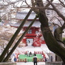 赤門と桜の木