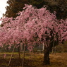 蒲生神社の枝垂桜