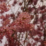 枝垂桜のアップ