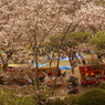 八幡山の桜