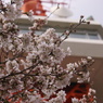タワーと桜