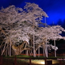 薄墨桜