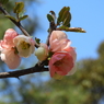 木瓜2