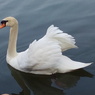 白鳥の眼差し