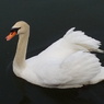 水辺の白鳥