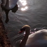 白鳥のカップル