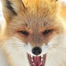 Wild anger