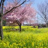 菜の花畑の桜