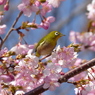 メジロ と桜