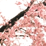 吹きこぼれるほど咲いていた　たったひとりで　～龍源院　八十年桜～