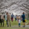 それぞれのお花見・・・