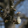 写真句：花垂（しだ）る