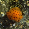 ヒメマダラウミウシ