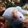 アオサメハダウミウシ