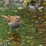 湧き水とカヤクグリ