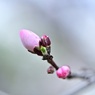 アーモンドの花の1週間Ⅰ