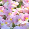 春の行進