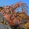 桜羅漢（さくらかん）～龍源院～