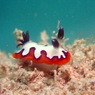 フジナミウミウシ