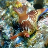 クロスジリュウグウウミウシ