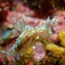 フジタウミウシ属の一種９