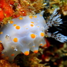 コンペイトウウミウシ