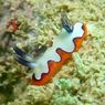 フジナミウミウシ