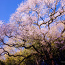 江戸彼岸桜