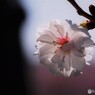 冬の名残り、、、。