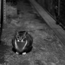 媚びない輝き　