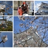 Collage_Fotor2019-03-24-01