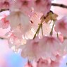 春のうらら色～ⅲ