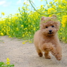 トイプーと菜の花