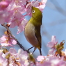メジロ と桜