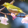 メジロ と桜