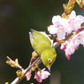 メジロ と桜